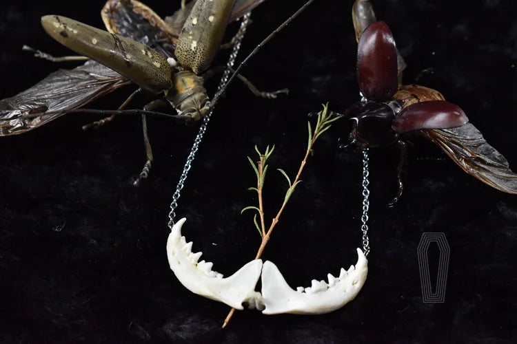 Taxidermy Bones Necklace